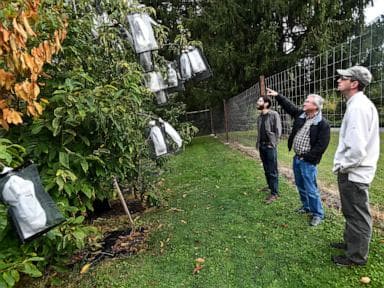  Genetic analysis could speed up restoration of iconic American chestnut: Scientists