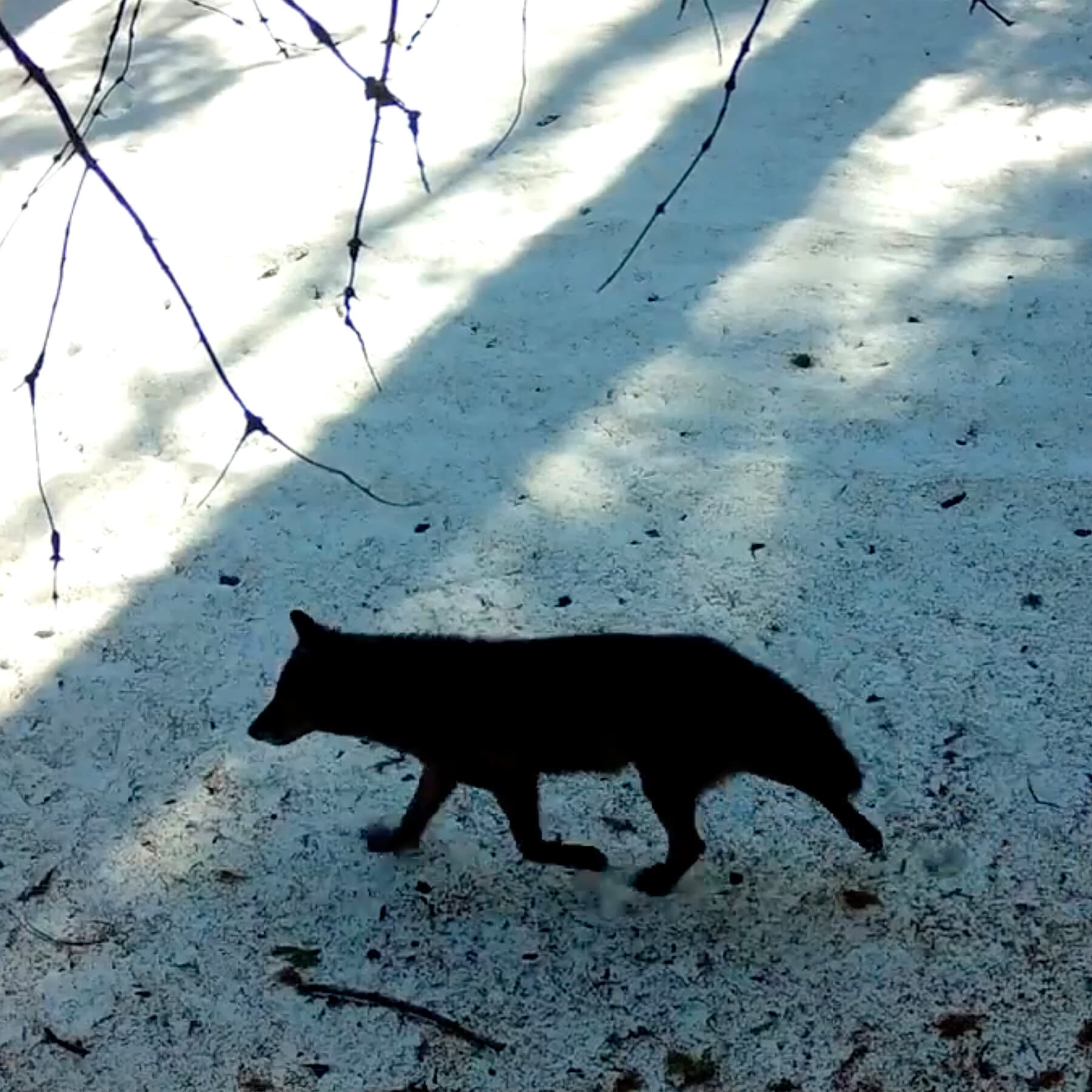 A Gray Wolf’s Visit to Los Angeles County Is a First in Nearly a Century