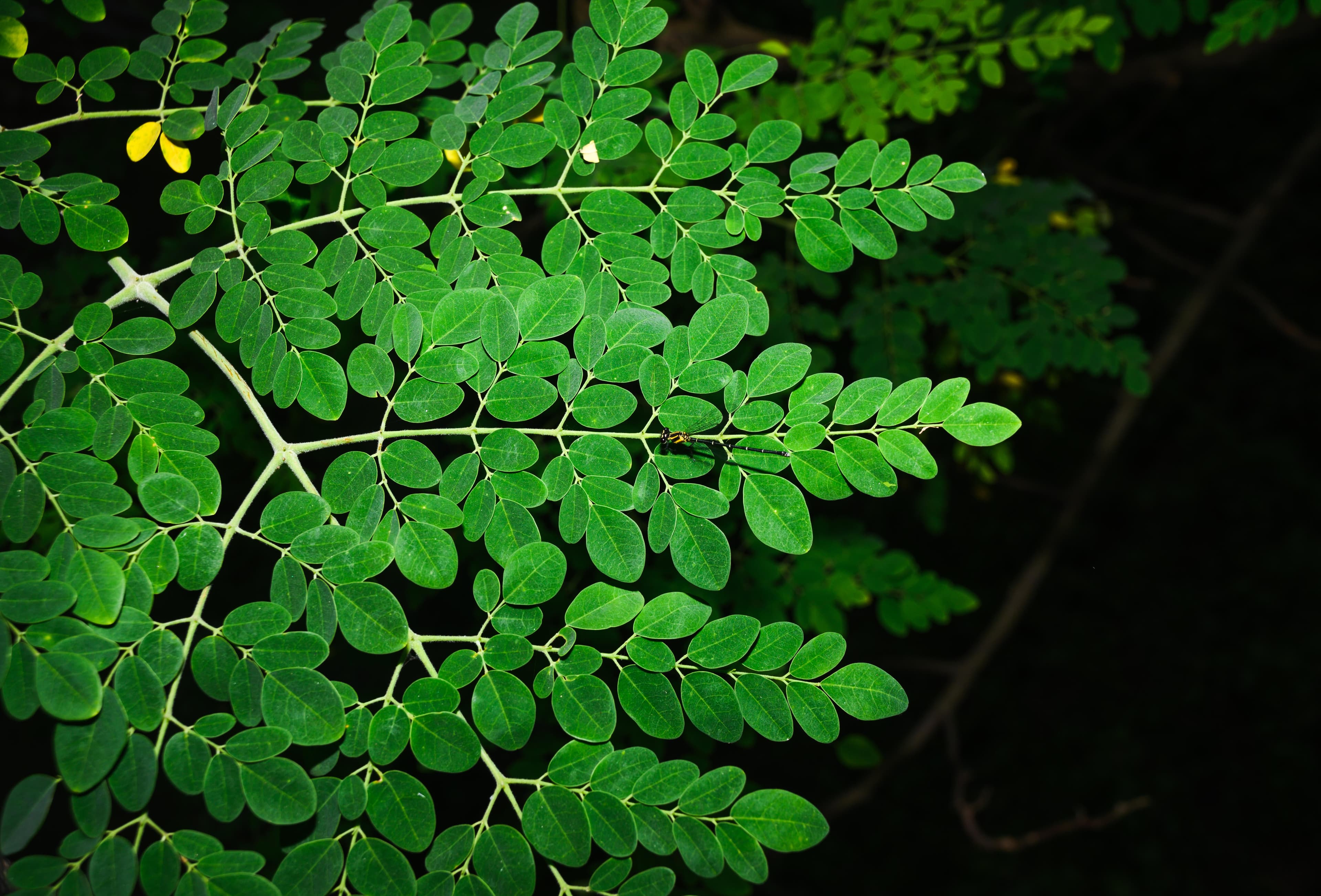 FDA investigating Salmonella outbreak connected to moringa powder