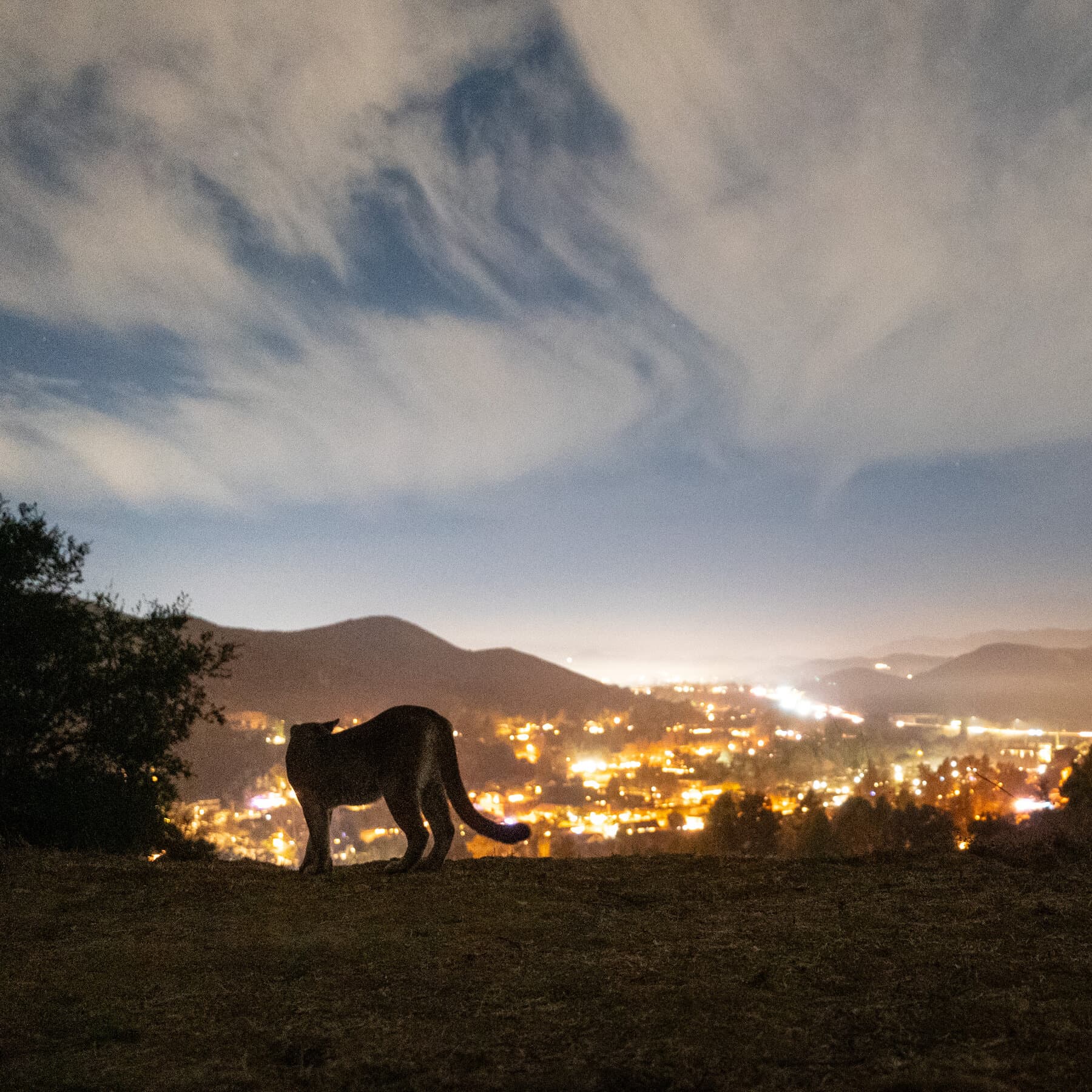 Can Mountain Lions Survive as Humans Close In?California Is Trying to Find a Way.